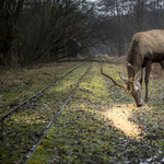 Motorosnak löktek egy elütött szarvast, tragédia lett belőle