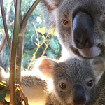 Nagyon ritka koala született Ausztráliában, csak most merték bemutatni – videó