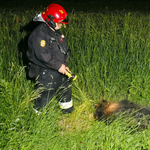 Fotó: Vaddisznó okozott halálos balesetet Jánoshalmán