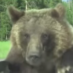 Videó: Döntse el ön, hogy cuki, vagy rém ijesztő ez a hatalmas mackó