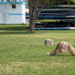 Zavartalanul nyújtózkodó rókát videóztak le a balatonkenesei strandon