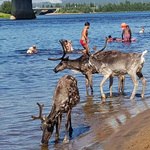 Az emberekkel együtt strandolnak a szarvasok Finnországban