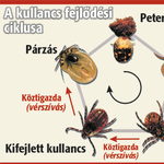 11 hiedelem a kullancsokról: melyik igaz?