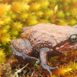 Ez a béka is David Attenborough-ról kapta a nevét