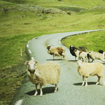 Megunták, hogy a Google hanyagolja őket, inkább fogtak egy birkát, és így csinálnak saját Street View-t