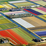 Így festenek felülről a holland tulipánmezők