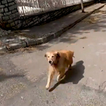 A kórházig követte a gazdáját szállító mentőautót a hűséges kutya – videó