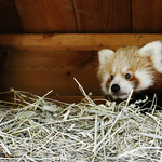 Tűzijáték miatt pusztult el egy három hónapos vörös panda