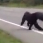 Videó is van a vödörbe ragadt fejű mackó kiszabadításáról