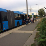 Itt a bizonyíték: kutyát sem érdekel, hogy parlagfű fogadja a turistákat