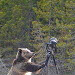 Fotó: medve támadt egy fényképezőgépre a Yellowstone parkban