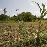 Kivonja az EP a GMO-kat az élelmiszerbiztonság ellenőrzése alól