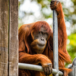 Meghalt a világ legöregebb szumátrai orangutánja