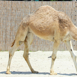 Tevetenyésztésbe vághat a magyar agrárminiszter, és ehhez Dubajból kérhet tanácsot