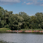 56 ezer kiló idegenhonos halat emeltek ki a Tisza-tóból