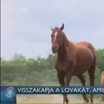 Vissza kell adni a lovakat az állatkínzónak