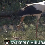 Átmeneti műlábat kapott egy sérült gólya - videó