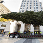 Megérkezett a Rockefeller Center elé a 12 tonnás fenyőfa - képek