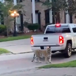 Tigrissel az autójában menekült a rendőrök elől egy houstoni férfi – videó