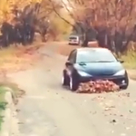 Videó: a sofőr, akit nem zavar az avar, és autójával takarítja el ezt