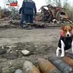 Kitüntették a háború négylábú hősét, az aknákat kiszagoló jack russell terriert