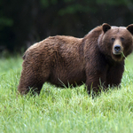 Az éjszaka közepén húzott ki a sátrából egy nőt egy grizzly Montanában