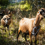 Pestises juhokat és kecskéket talált a Nébih Zala megyében