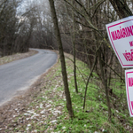 Több mint 50 ezer pulykát ölnek le Komárom-Esztergom megyében a madárinfluenza miatt