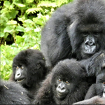 Megfigyelték 164 gorilla viselkedését, az eredmény az emberi viselkedésre is rámutat