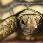 Teknősbéka talált fejen egy idős nőt Floridában