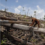 Veszélyben a borneói orangután is