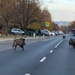 Vaddisznók rohangáltak a gazdagréti lakótelepen – videó