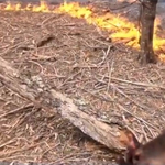 Egy ausztrál tűzoltó videóra vette, ahogy kiment egy kengurubébit a lángok közül