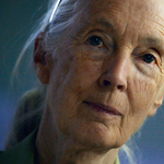 Májusban Budapestre jön Jane Goodall