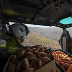 Helikopterekből szórják az ételt Ausztráliában, hogy legyen mit enniük az állatoknak