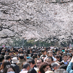 Fotó: virágba borultak a japán parkok