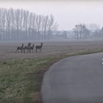 A csodaszarvas ma is él, a szlovák határnál tartja fel a forgalmat – videó