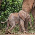 Zimbabwében kétszáz elefántot ölnek le, hogy élelmezni tudják az aszály miatt éhező embereket