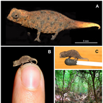 Fotók: felfedezték a világ legkisebb kaméleonjait