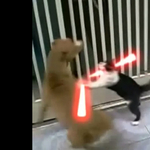 A nap videója: Star Wars – The Cat Unleashed