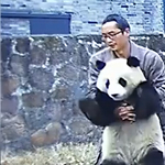 Heimlich-műfogással mentették meg egy fuldokló panda életét – videó