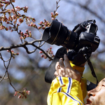 Sakura-ünnep a Füvészkertben