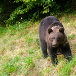 A WWF kamerája előtt pózolt egy Bükkben kószáló medve