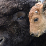 Önjelölt állatvédők miatt kellett meghalnia a Yellowstone bölényborjújának