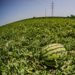 Nekiment az Agrárkamara a Lidlnek a magyar dinnyék miatt