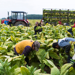 Több vendégmunkásra lesz szükség, mint amennyivel a kormány számol