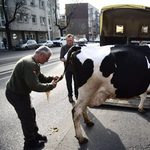 Púzó és böfögő tehenek miatt aggódik az ENSZ