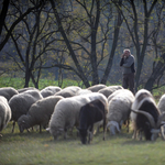 Juhnyájba rohant bele egy Budapestre tartó vonat Maroskeresztúrnál