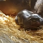 Törpevíziló született a Szegedi Vadasparkban, egy elbűvölő videót is megosztottak róla