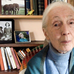 „Védjétek meg az értékes erdeiteket” – Jane Goodall videóban üzent a magyaroknak